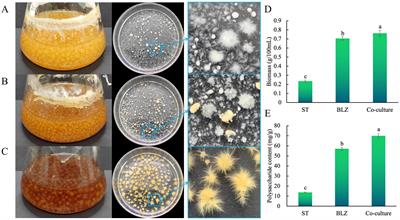 Metabolomics profiles of the liquid co-culture of Sanghuangporus vaninii and Pleurotus sapidus